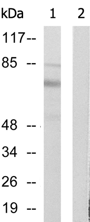 兔抗CDC25B(Phospho-Ser323)多克隆抗体 