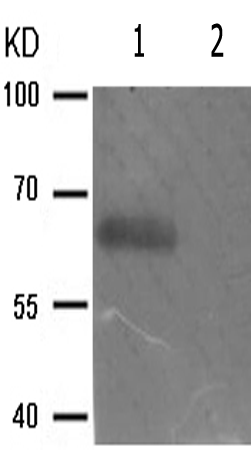 兔抗CDC25B(Phospho-Ser353)多克隆抗体