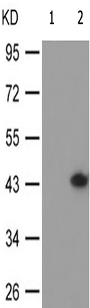 兔抗CDC37(Phospho-Ser13)多克隆抗体