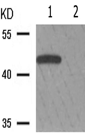 兔抗DUSP1/4(Phospho-Ser296/318)多克隆抗体