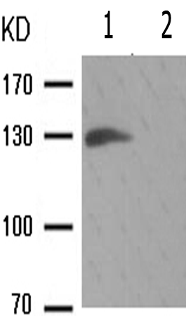 兔抗CDH5(Phospho-Tyr731)多克隆抗体