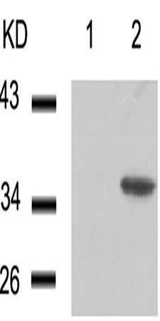兔抗CDK6(phospho-Tyr24)多克隆抗体