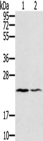 兔抗EDN2多克隆抗体