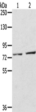 兔抗EEF1AKMT4多克隆抗体