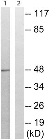兔抗EFNB1/2/3(Phospho-Tyr324)多克隆抗体