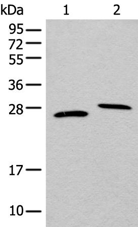 兔抗EMC7多克隆抗体