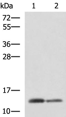 兔抗CRABP1多克隆抗体