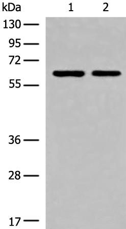 兔抗CREB3L2多克隆抗体
