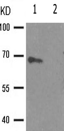 兔抗EZR(Phospho-Tyr146)多克隆抗体 