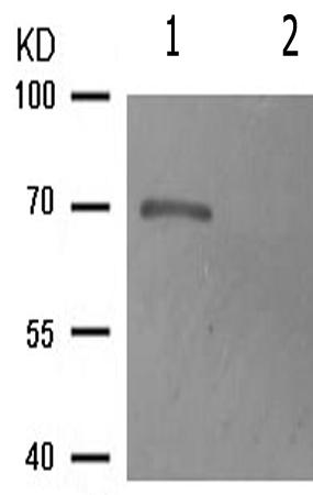 兔抗EZR(Phospho-Tyr478)多克隆抗体  
