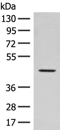 兔抗FAM50A多克隆抗体
