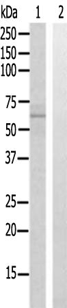 兔抗FAM117B多克隆抗体