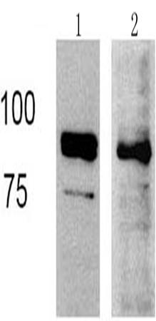 兔抗FAM129B多克隆抗体
