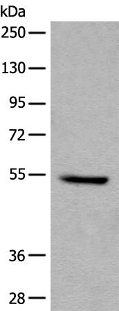 兔抗FAM234A多克隆抗体 