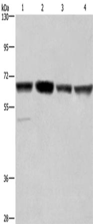 兔抗GLYR1多克隆抗体 