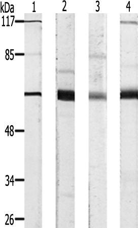 兔抗GNL3L多克隆抗体