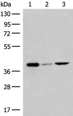 兔抗GP6多克隆抗体