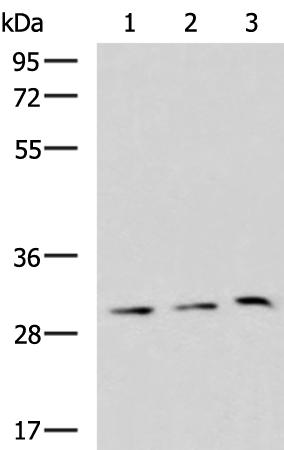兔抗GPR3 多克隆抗体