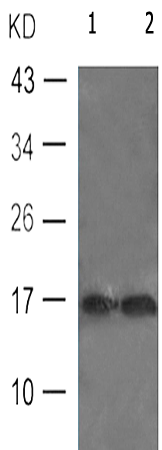   兔抗HIST1H3A(Ab-27) 多克隆抗体 