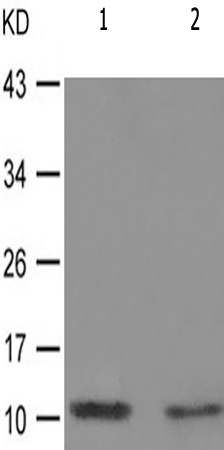  兔抗HIST1H4A(Phospho-Lys5) 多克隆抗体 