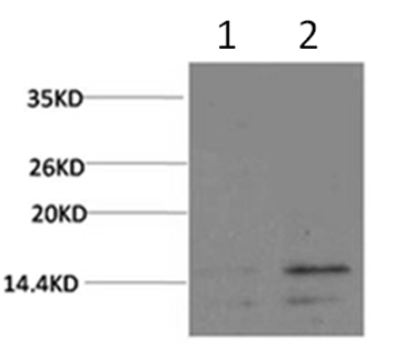 兔抗Histone H3(Phospho-Ser28)多克隆抗体