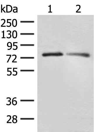 兔抗FXR2多克隆抗体   