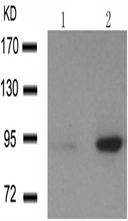 兔抗MDM2 (phospho-Ser166)多克隆抗体