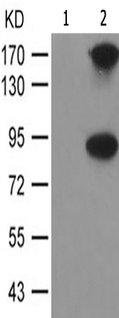 兔抗MED1(Phospho-Thr1457) 多克隆抗体