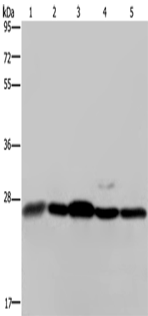 兔抗HMGB1多克隆抗体  