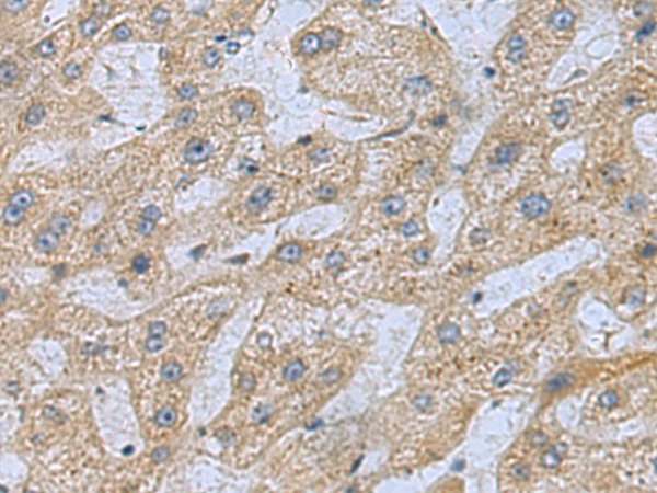 兔抗MED28多克隆抗体