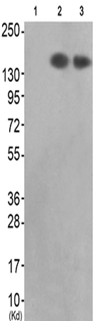 兔抗MET(Ab-1313) 多克隆抗体