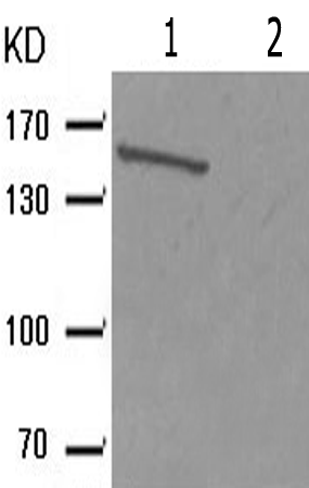 兔抗MET(Phospho-Tyr1003) 多克隆抗体