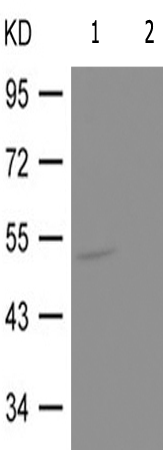 兔抗MITF(Phospho-Ser18073) 多克隆抗体 