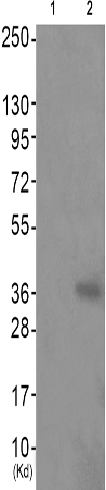 兔抗HNRNPD(Phospho-Ser83) 多克隆抗体 