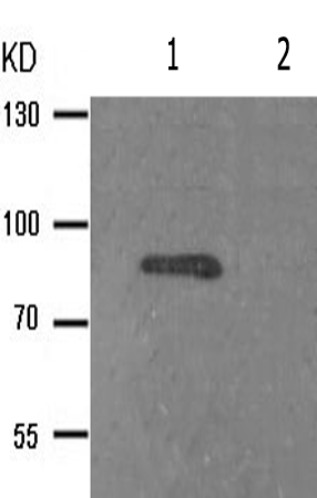 兔抗GYS1(Phospho-Ser645) 多克隆抗体
