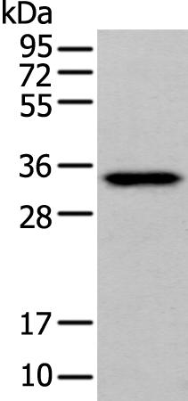 兔抗GAS2多克隆抗体  
