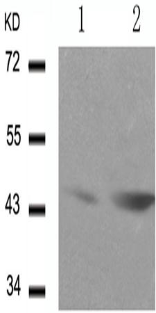 兔抗GATA1 (Phospho-Ser142)多克隆抗体   