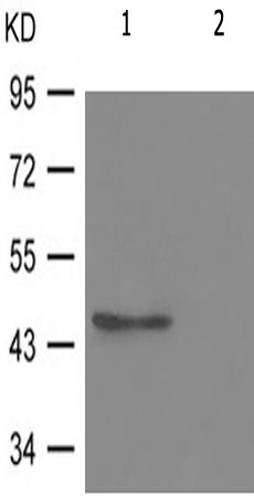 兔抗GATA3(Phospho-Ser308)多克隆抗体