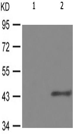 兔抗GATA4(Phospho-Ser105) 多克隆抗体  