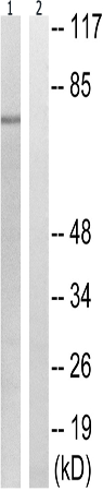 兔抗PTPN6(Phospho-Tyr564) 多克隆抗体