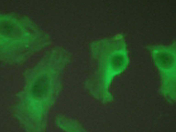  兔抗HSP90AB1(Ab-254) 多克隆抗体 