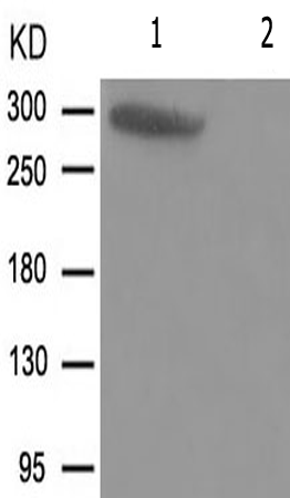兔抗MTOR(Phospho-Ser2481) 多克隆抗体