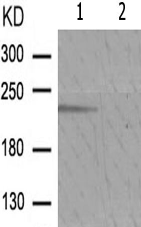 兔抗MTOR(Phospho-Thr2446) 多克隆抗体