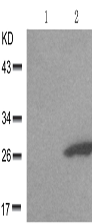 兔抗HSPB1 (Phospho-Ser78)多克隆抗体 