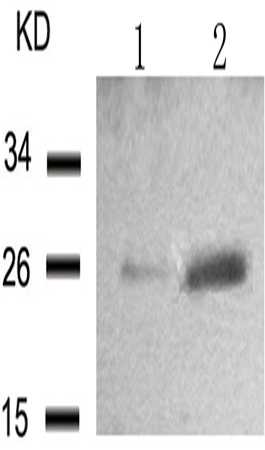 兔抗HSPB1 (Phospho-Ser15) 多克隆抗体