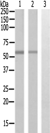 兔抗HSPBAP1多克隆抗体