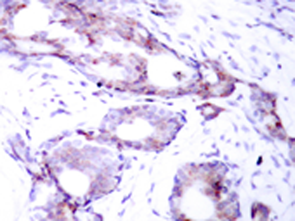 兔抗MYC (Phospho-Ser373)多克隆抗体