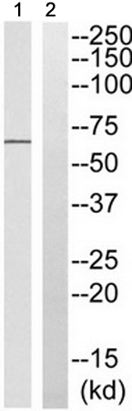 兔抗PXN(Phospho-Ser272) 多克隆抗体