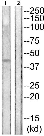 兔抗GJA1(Phospho-Ser265) 多克隆抗体 