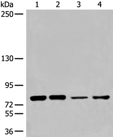 兔抗NCBP1多克隆抗体